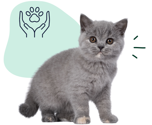 A British shorthair kitten indicates it's best to get pet insurance when your cat is young.