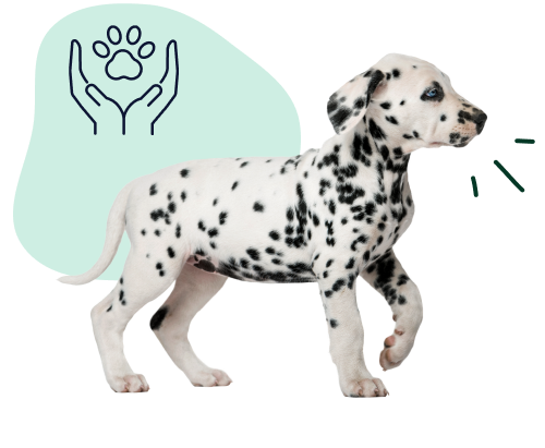 A Dalmatian puppy indicates it's best to get pet insurance when your dog is young.