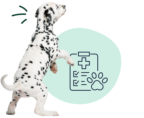 A Dalmatian puppy stands on its hind legs indicating younger pets cost less to insure.