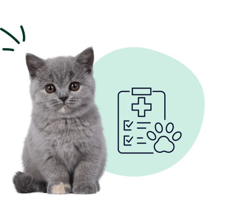 A British shorthair kitten sits indicating younger pets cost less to insure.