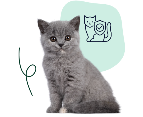 A young British shorthair sits with a shield doodle, indicating coverage before pre-existing conditions arise.