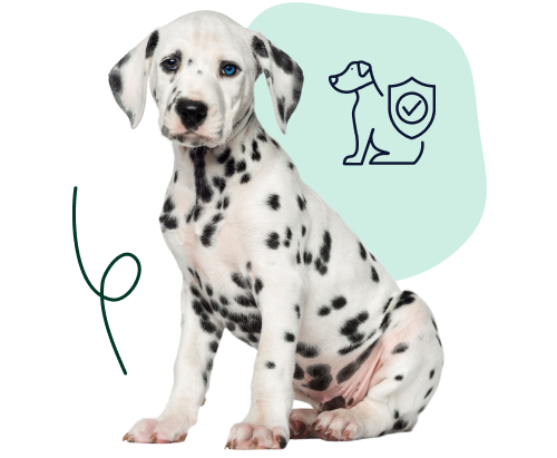 A Dalmatian puppy sits with a shield doodle, indicating coverage before pre-existing conditions arise.
