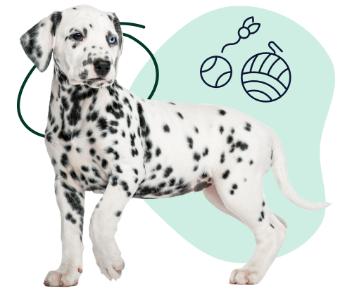 A young Dalmatian looks curiously at doodles of toys indicating its playful nature.