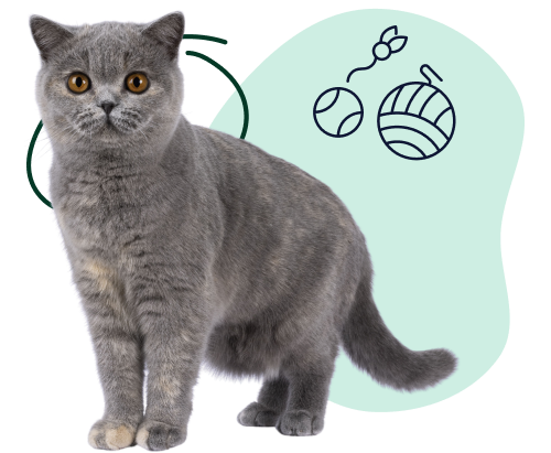 A young British shorthair looks curiously at doodles of toys indicating its playful nature.