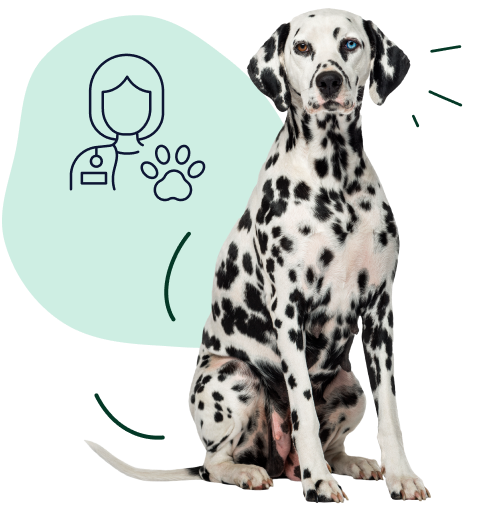 A young adult Dalmatian sits next to a vet indicating coverage for emergency vet visits.