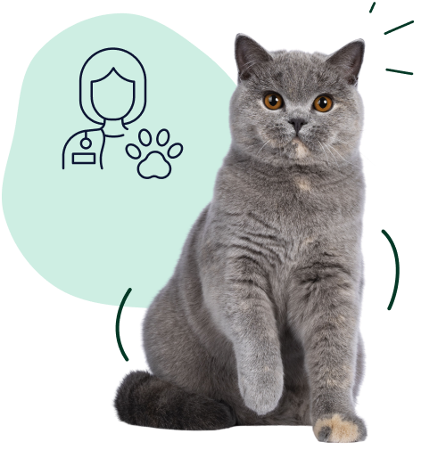 A young adult British shorthair sits next to a vet indicating coverage for emergency vet visits.