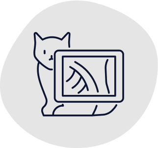 A cat is getting an x-ray at the vet, indicating a service covered by cat insurance.