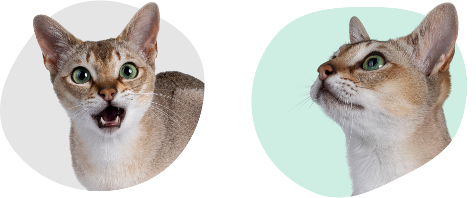 Two light brown short-haired cats with green eyes look into the distance.