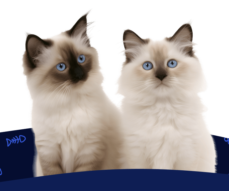 Two brown and cream ragdoll kittens sit side-by-side under the text, 'Get a Free Quote!'