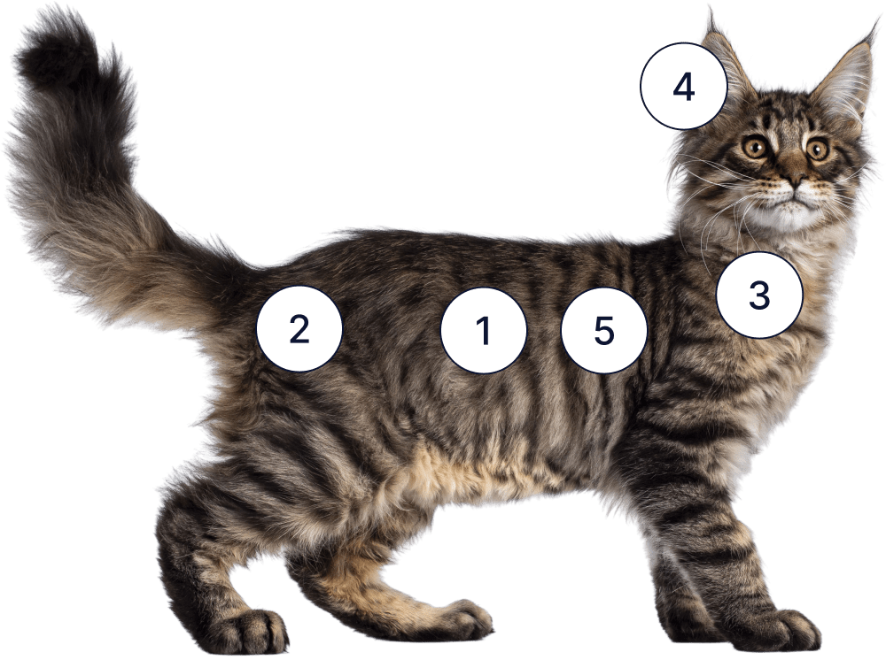 A young maine coon with numbers 1, 2,3,4, and 5 scattered across its body.