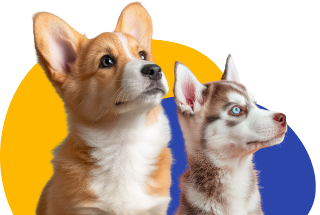 Two dogs look up eagerly into the distance.