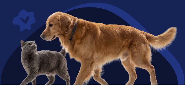Golden Retriever and short-haired gray cat together. Compare the best pet insurance for dogs and cats.
