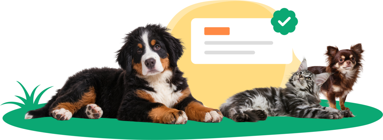 Bernese Mountain Dog, gray long-haired cat and Chihuahua next to a verified real-time pet insurance quote.