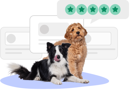 Border Collie and Golden Doodle with five-star pet insurance reviews from independent sources.