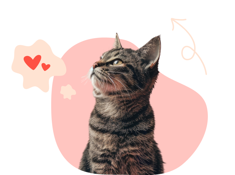 A brown tabby with golden eyes looks into the distance surrounded by doodles.