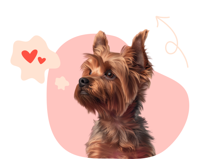 A small chestnut-colored Yorkie looks into the distance surrounded by playful doodles.