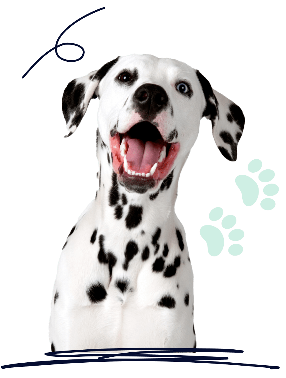A young Dalmatian smiles surrounded by doodles and paw prints.